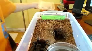 Brachypelma Vagans Feeding