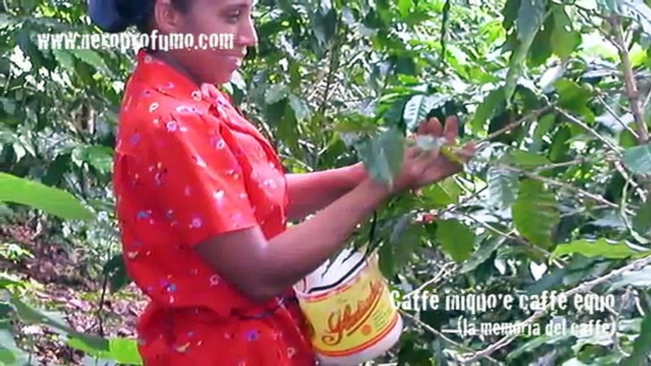 Caffè iniquo e caffè equo