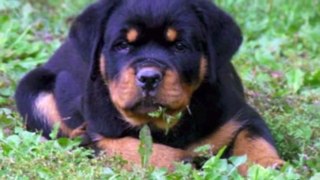 the rottweiler tribute