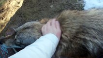 Wolfriend Wolfdogs - Волкособы