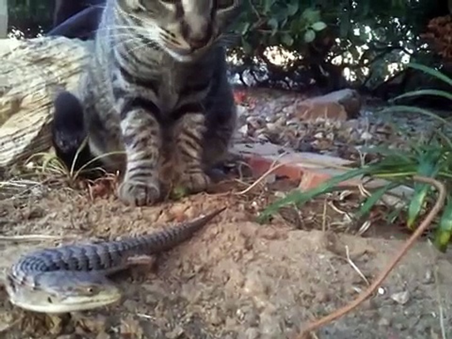 Cat vs. Alligator Lizard