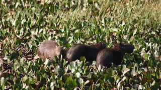 Capybaras of Los Llanos