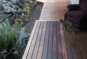 Iris meets a raccoon