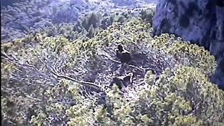 Black Vulture Nestcam #1: Intruders In The Nest