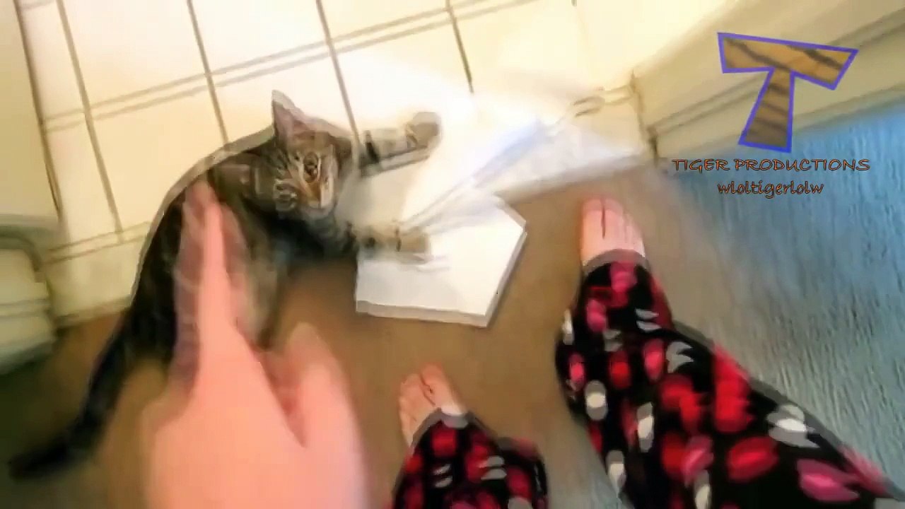 Roztomilý zlobivá kočky cítit provinile  vtipné vinen kočka kompilace část 2