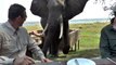 Thug Life Zimbabwe Bull Elephant Crashes Into Tourists at Mana Pools