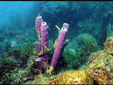 Scuba Diving Roatan Part 1