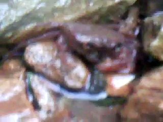 new amazing animal 2015 gangato eating food