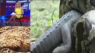 Fast: Pyton vs Aligator - Real Fight - Python Eating Alligator| Live