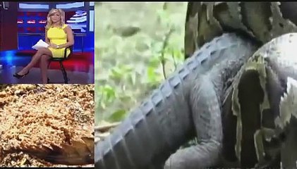 Fast: Pyton vs Aligator - Real Fight - Python Eating Alligator| Live