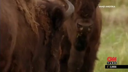 Kurt Sürüleri ve Bizonlar