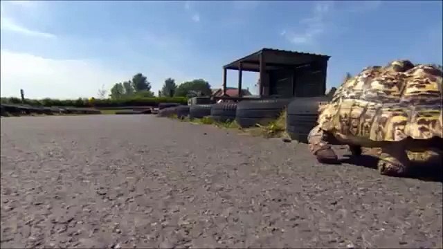 Fastest TORTOISE, Guinness World Records 2016