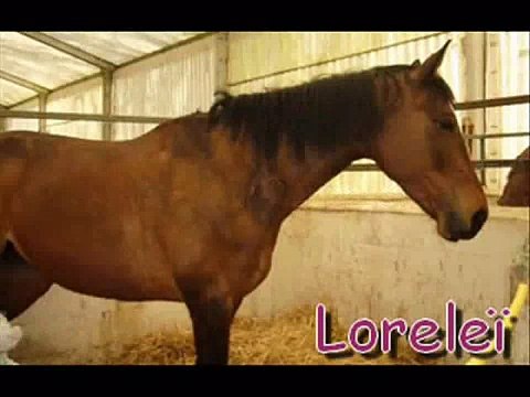 Vidéo de fin D'année d'Equitation