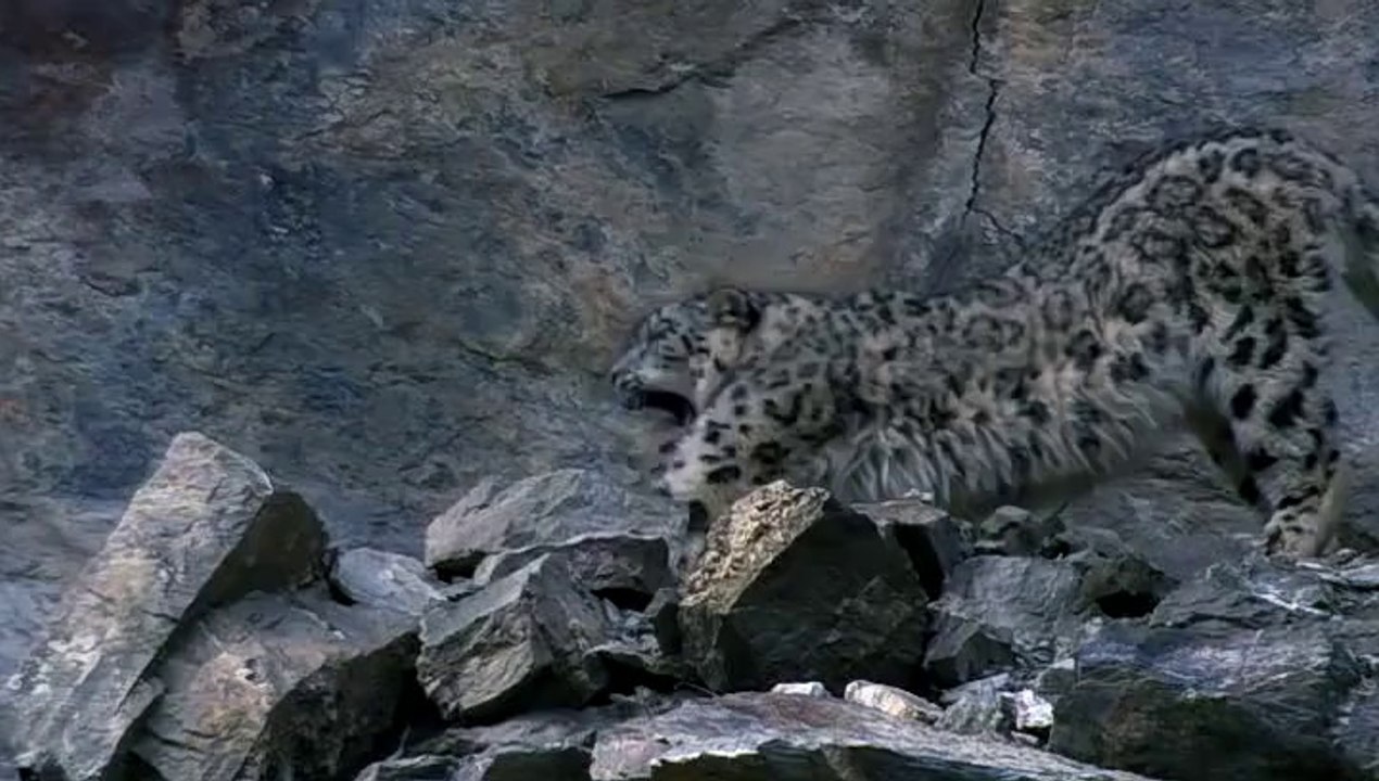 Dağların Usta Avcısı - Kar Leoparı