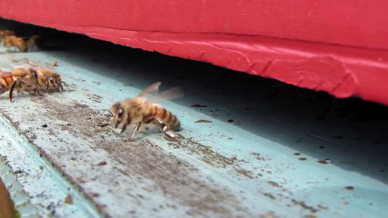 ¡No [siempre] pica, la abeja melífera europea!...