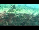 Florida Keys Scuba Diving -  The Alexander Barge Pt. 3