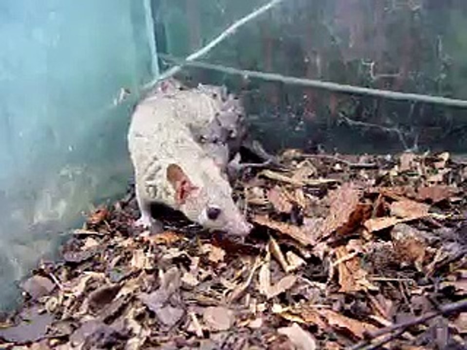 Monodelphis domestica