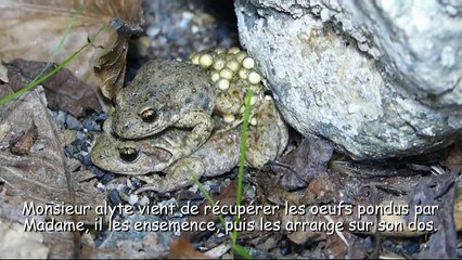 La nuit des alytes (crapauds accoucheurs) : ponte puis naissance de têtards - Milhas - 31