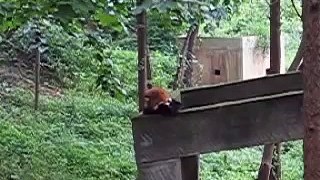 Red Pandas