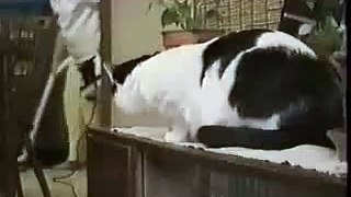 cat provokes vacuum