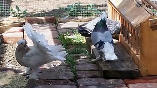 Indian Fantail Pigeons