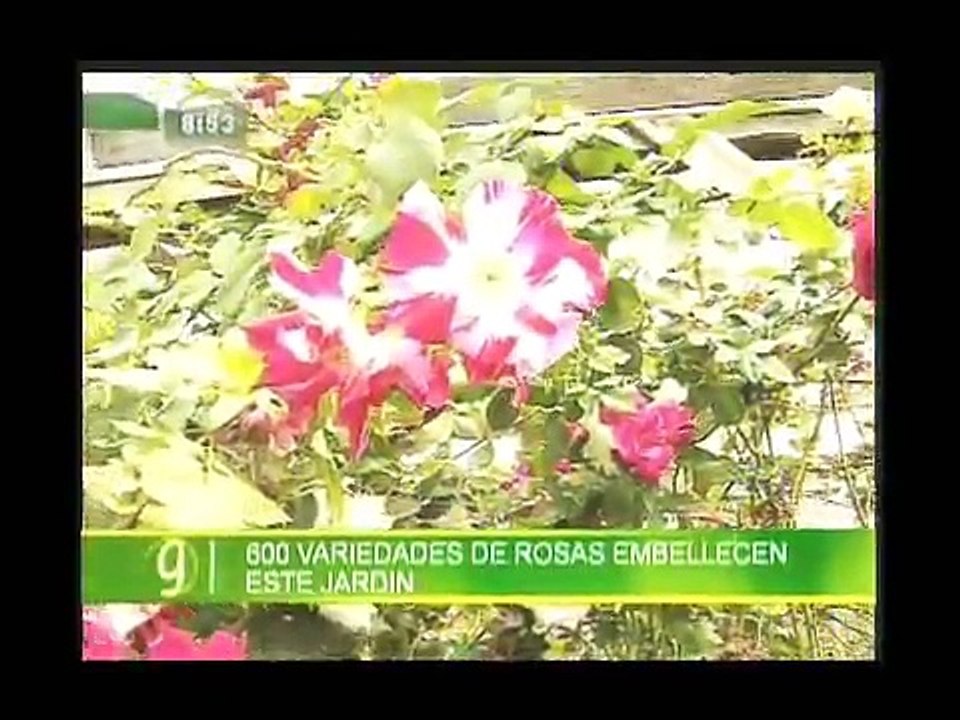 JARDIN DE ROSAS LLANO GRANDE DE CARTAGO