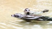 Baby Harbor Seal Pups at Point Defiance Zoo