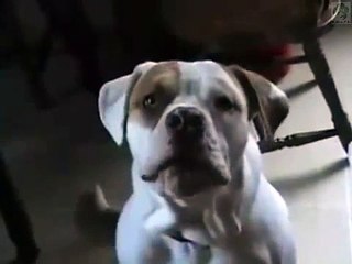 Ellos también hablan =D