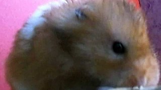Hammy the Hamster Eats Lettuce