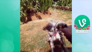 Best Funny Dog  2015