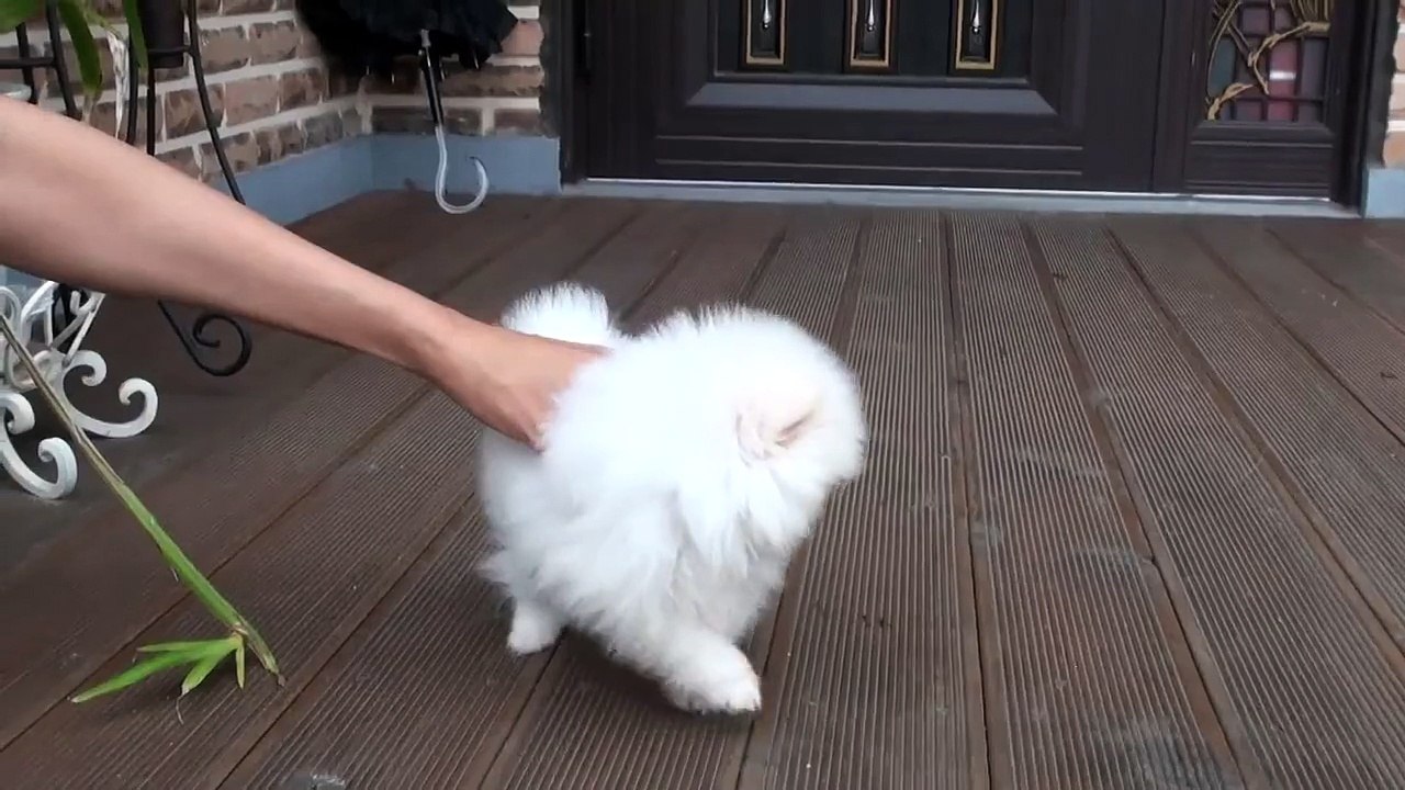 Teacup Pomeranian For Sale