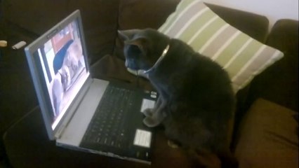 Leave That Kitty Alone Dove!