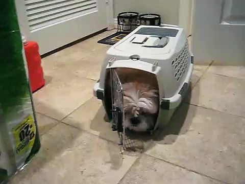 Gizmo the Shih Tzu (1 year + 5 months old)