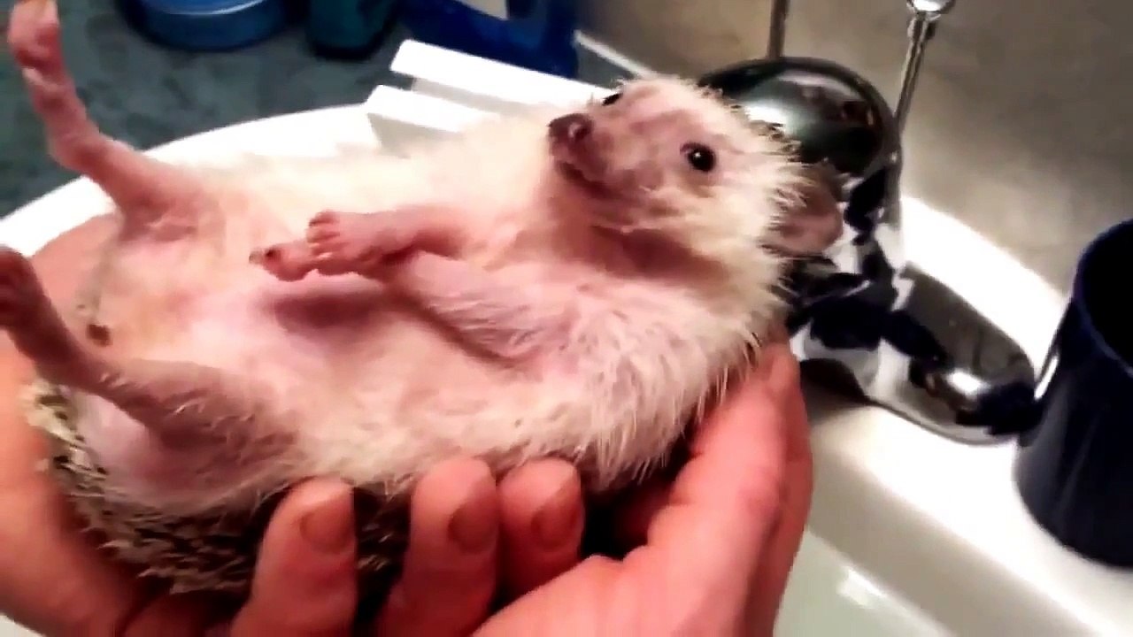 vidéos drôles 2015 - vidéos drôles d'animaux - funny animal videos 2015