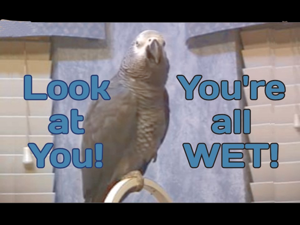 You're All Wet! - Einstein the Talking Texan Parrot