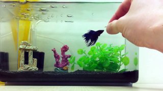Betta fish eating blood worms