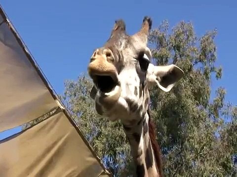 Carnivores, Herbivores and Omnivores