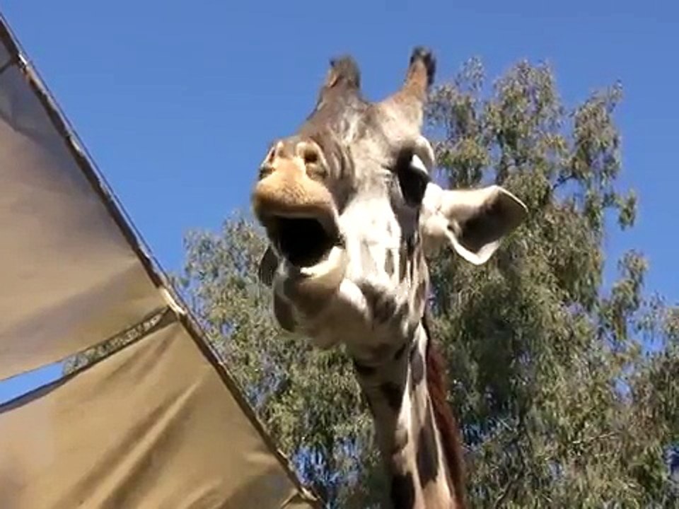 Carnivores, Herbivores and Omnivores