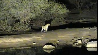 A Busy Night with Leopard and Hyenas at Pete's Pond May 14-15, 2012