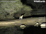 A Busy Night with Leopard and Hyenas at Pete's Pond May 14-15, 2012