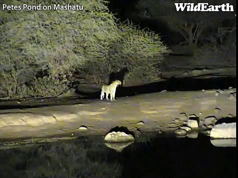 A Busy Night with Leopard and Hyenas at Pete's Pond May 14-15, 2012