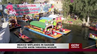 Mexico Wetlands in Danger due to Pollution