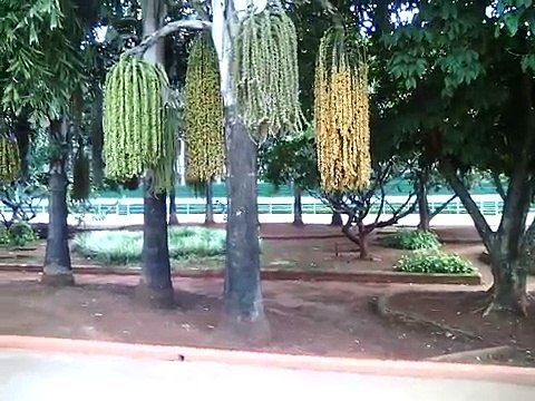 speed skating , free style skating ,limbo skating