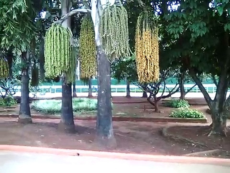 speed skating , free style skating ,limbo skating