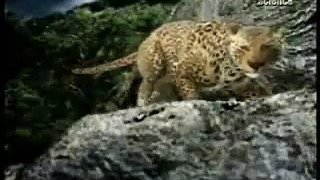 Leopard vs Gorilla (Animal face-off)