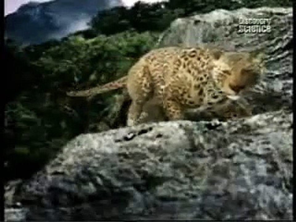 Leopard vs Gorilla (Animal face-off)