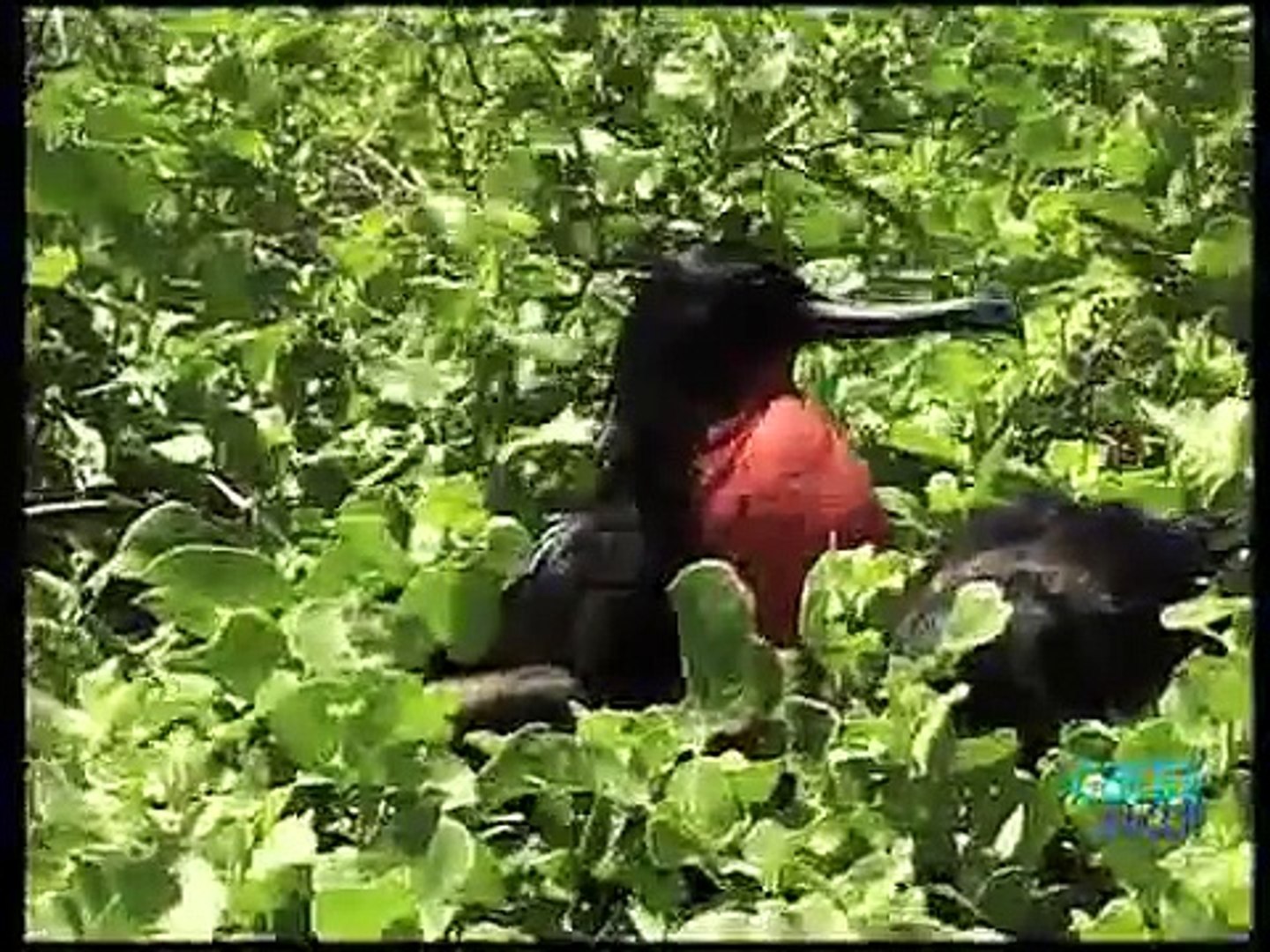 Répteis Marinhos: As Iguanas de Galápagos