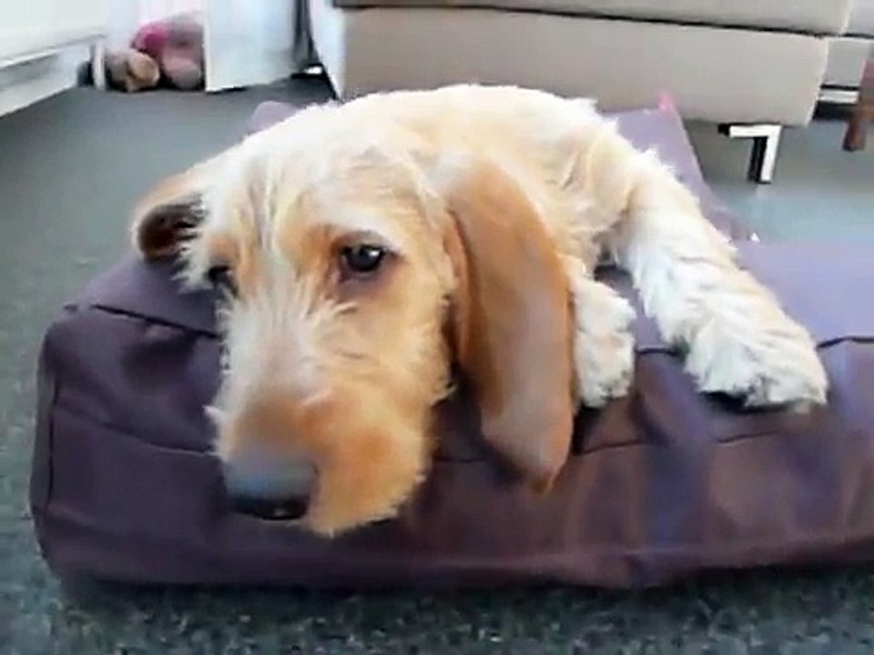 Basset Fauve de Bretagne - Vos op d'r Fatboy