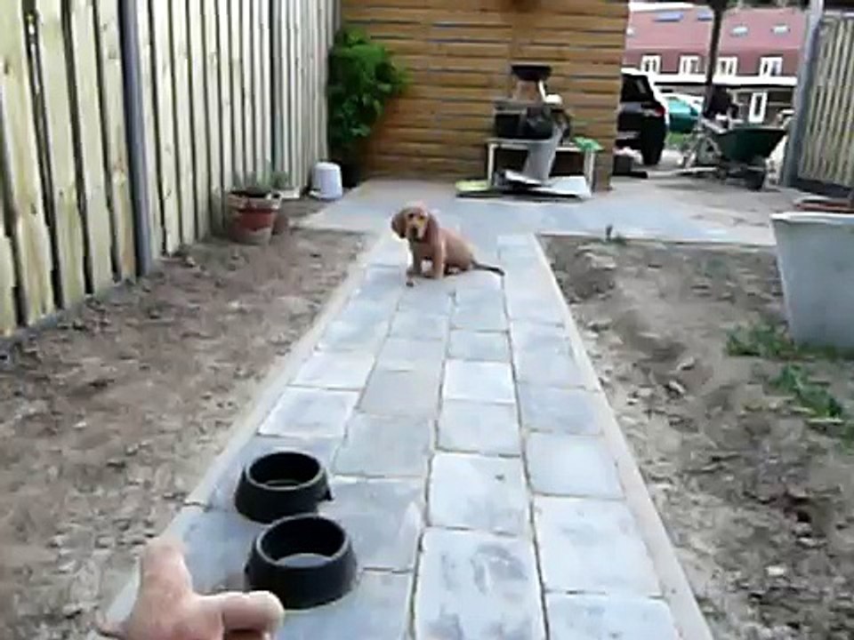 Basset Fauve de Bretagne - Vos en d'r eerste tomaat