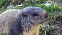 The nom nom song of marmots